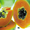 Red Papaya