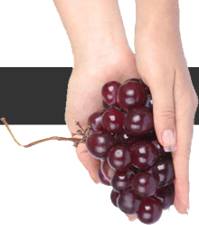 CampoSano Export S.A.
